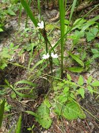 Image result for Elytraria