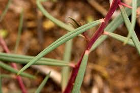 Image result for Talinum tenuissimum