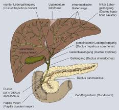 Die leber bildet täglich ca. Pathologie Gallenblase Wege Pankreas Karteikarten Quizlet