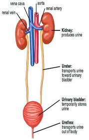 Ginjal ureter vesika urinaria uretra. Https Repository Unimal Ac Id 3183 1 Sistem 20urinaria Pdf