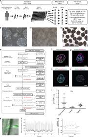 We did not find results for: Pre Clinical Study Of Induced Pluripotent Stem Cell Derived Dopaminergic Progenitor Cells For Parkinson S Disease Nature Communications