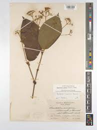 Image result for Rogiera amoena