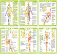 human nervous system anatomy charts set of 6 posters