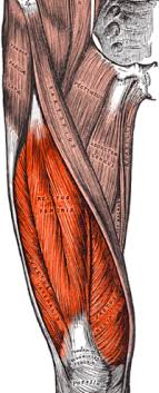 Anatomy colour diagram lasalle leg muscles sakart. Quadriceps Femoris Muscle Wikipedia