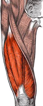 How does achilles tendon rupture occur… why are achilles piercings dangerous? Quadriceps Femoris Muscle Wikipedia
