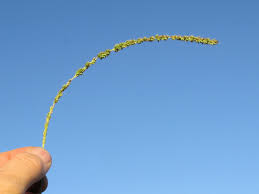 Image result for Setaria incrassata