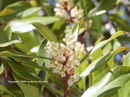 Image result for Myrica pilulifera