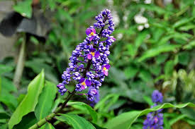 Image result for Dichorisandra