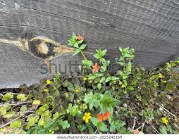 Image result for Anagallis kochii