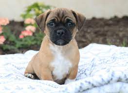 Meet Axel An Adorable Jug Puppy She Is Friendly Energetic Fulloflife Her Sweet And Unique Per Jug Puppies For Sale Jug Dog Puppies For Sale