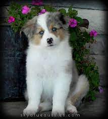 Gorgeous, great bloodlines, show, breed or just wonderful pets. 8 Week Old Blue Merle Australian Shepherd Puppy Rory See More Of Our Beautiful Aussies On Our Australian Shepherd Puppies Australian Shepherd Aussie Puppies