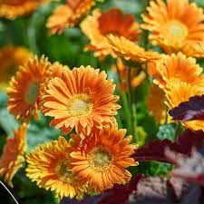 It is included in an evolving list of plants carefully researched and chosen by rhs experts. Gerbera Garvinea Sweet Caroline Flower Plants From Mr Fothergills Seeds And Plants