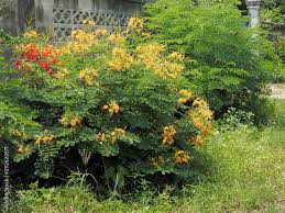 Image result for Caesalpinia