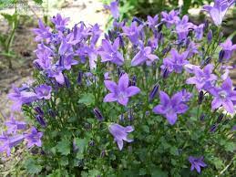 Campanula Get Mee Flower Just Picked Up 2 Of Them From The 99cent Store Super Deal Campanula Portenschlagiana Campanula Ground Cover