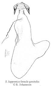 Image result for Stigmella lapponica