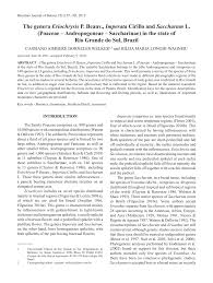 Image result for Eriochrysis pallida