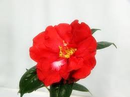 Weblog 「和みの庭」: ツバキ Terrell Weaver ターレル・ウイーバー