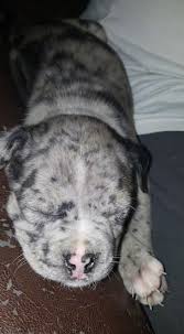 Knowing more about the other parent breed can give you a better idea of what to be aware of in an american bulldog mix. English Bully Staffy Bull Terrier Dog Breed Information And Pictures