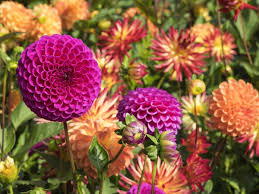Maybe you would like to learn more about one of these? Buy Wholesale Flower Bulbs Dahlia Tubers Online Shop