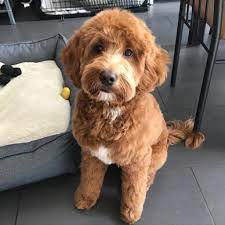 We did not find results for: Pin On Doodle Cuts