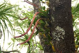 Image result for Bulbophyllum maximum