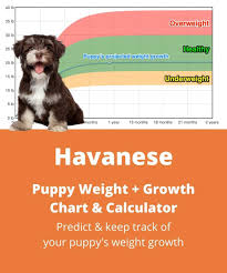 If you don't have a calculator lying around your home, there are several sources online that do this calculation for you. Havanese Weight Growth Chart 2021 How Heavy Will My Havanese Weigh The Goody Pet