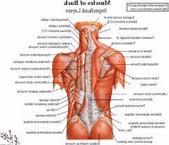 Most of the time, back muscle pain is diagnosed then treated with little more than a prescription of rest, painkillers and muscle relaxants. Lower Back Anatomy Pictures Lower Back Muscles Anatomy Muscle Diagram Back Muscles