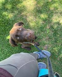 Puppies are very cute but they have important and very specific needs. Bay Area Balanced Dog Training Posts Facebook