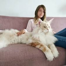 Les origines du chat maine coon. Pin On Favorite Animals