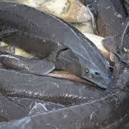 Fish house baia mare furnizeaza peste de consum si puiet de peste (larve, alevini, predezvoltati, vara 1, vara 2, peste de consum). Vanzari Peste Viu Pentru Populat Balti Home Facebook