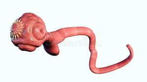 Image result for Beef Tapeworm