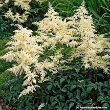 Astilbe Bridal Veil White Flower Farm Astilbe Arendsii Perennials
