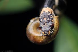 These Gourmet Snakes Prefer To Eat Snails Snake Snake Names Snail