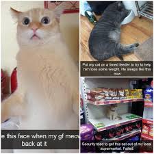 Only the best hd background pictures. Turns Out That Documenting Cats On Snapchat Is Entertaining To Look At Watch More Cat Cats Snapcat Catlover Meow Cute Cats Cat Entertainment Cat Day