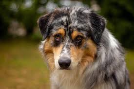 (united states australian shepherd association) as parent club to the breed, usasa represents australian shepherd breeders and owners across america and around the world. Australian Shepherd In Not Myaustralianshepherd De