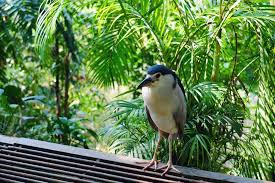The kl bird park was one of these places. Kuala Lumpur Bird Park Photos We Are From Latvia