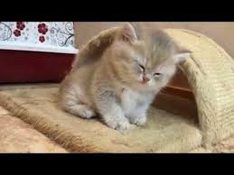 Try Not To Laugh Challenge Funny Cats And Dogs Try Not To Laugh Challenge Funny Cat Dog Vines Compilation 2017 Youtube Cute Kitten Gif Kittens Cutest Cats And Kittens