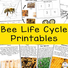 Houston livestock show and rodeo™. Bee Life Cycle Printables For Kids Fun With Mama