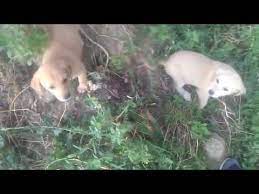 kopek yavrulari sokak kopegi havlamasi yavru sokak kopegi havlamasi urmesi kopek sesleri videolari youtube yavru kopek kopek sokak