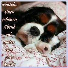 Suche hier nach deinem idealen guten nacht bild. Susse Gute Nacht Bilder 19 Gute Nacht Gute Nacht Bilder Gute Nacht Bilder Hunde