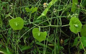 Image result for Hymenodictyon parvifolium