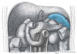 What are causes & symptoms of enlarged and ruptured spleen. The Spleen Position Structure Neurovasculature Teachmeanatomy