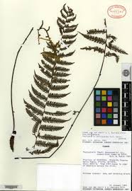 Image result for Amauropelta bergiana