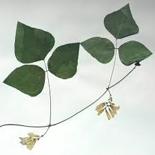 Image result for Amphicarpaea