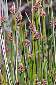 Image result for Ficinia