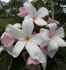 Pin On Plumeria Fragapani