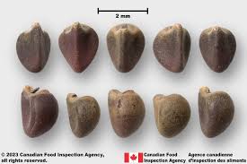 Image result for Sida serratifolia