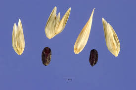 Image result for Eleusine