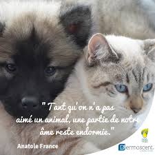 Until one has loved an animal a part of one's soul remains unawakened. Dermoscent Quote Until One Has Loved An Animal A Facebook