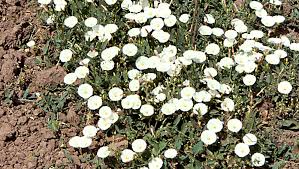Do morning glories grow in the desert? Morning Glories Got You In A Bind Not If Planted By Seed